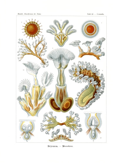 Bryozoa à École allemande, (19ème siècle)