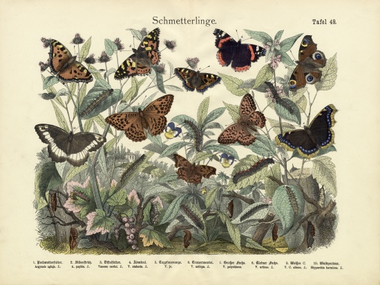 Butterflies, c.1860 à École allemande, (19ème siècle)