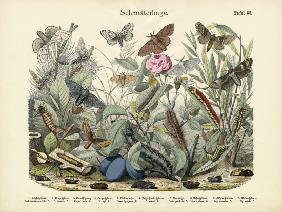 Butterflies, c.1860