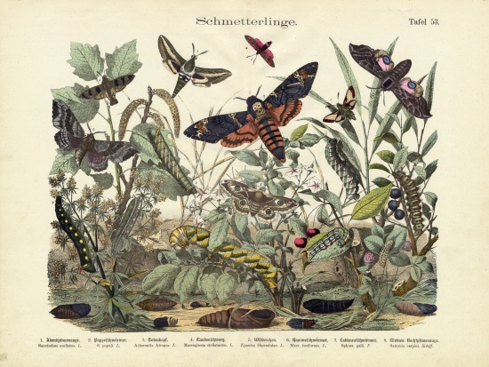 Butterflies, c.1860 à École allemande, (19ème siècle)