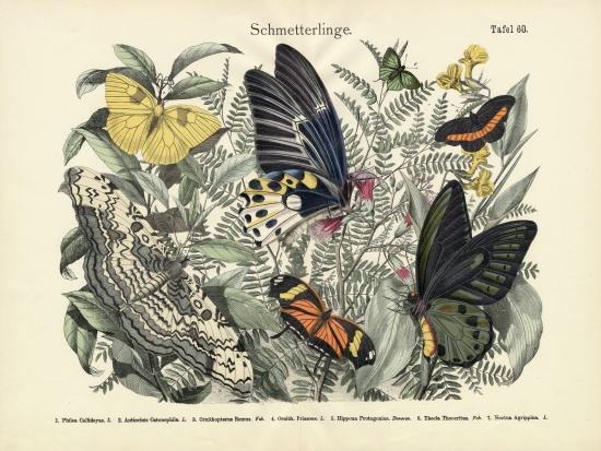 Butterflies, c.1860 à École allemande, (19ème siècle)