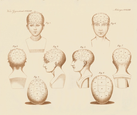 Camper's facial angles à École allemande, (19ème siècle)