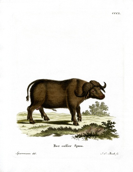 Cape Buffalo à École allemande, (19ème siècle)