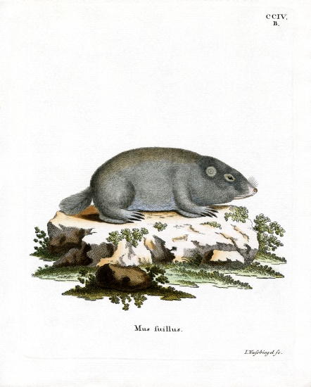 Cape Dune Mole Rat à École allemande, (19ème siècle)