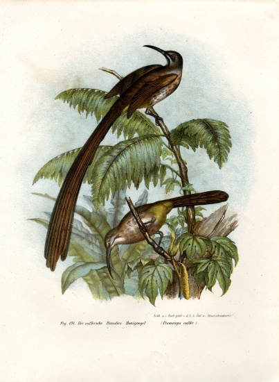 Cape Sugarbird à École allemande, (19ème siècle)
