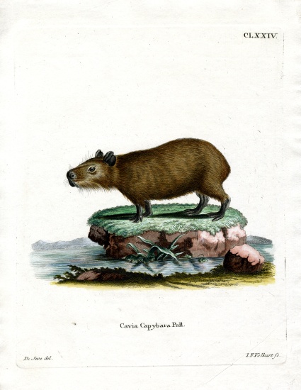 Capybara à École allemande, (19ème siècle)