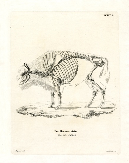 Cattle Skeleton à École allemande, (19ème siècle)