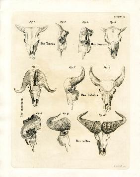 Cattle Skulls