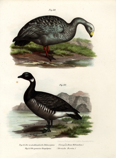 Cereopsis Goose à École allemande, (19ème siècle)