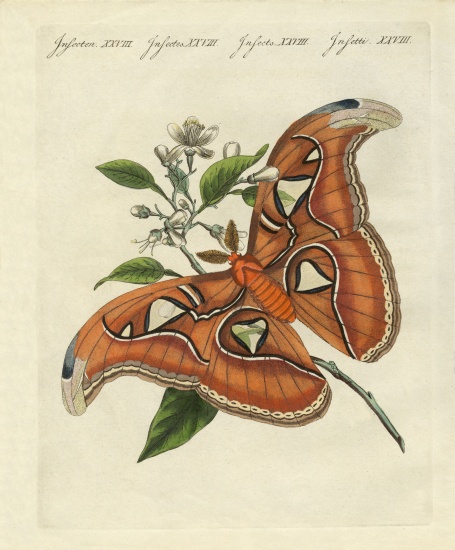 Chinese butterflies à École allemande, (19ème siècle)
