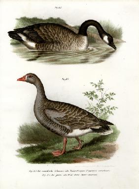 Chinese goose