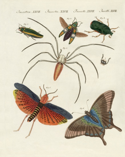 Chinese insects à École allemande, (19ème siècle)