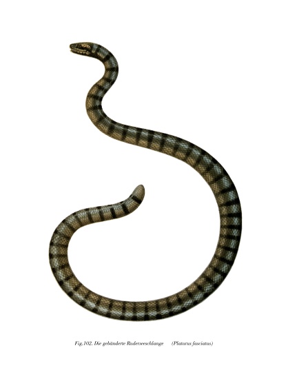 Chinese Sea Snake à École allemande, (19ème siècle)