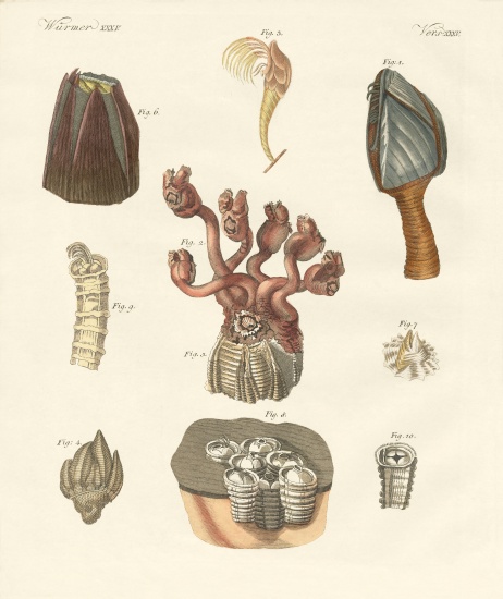 Cirrhipodas, Bristleworms or brachiopods à École allemande, (19ème siècle)