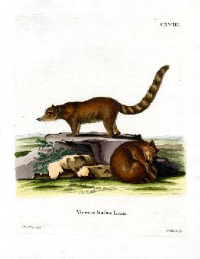 Coati