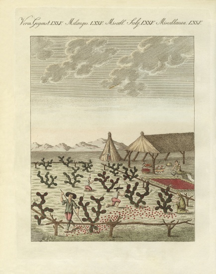 Collecting cochenilles à École allemande, (19ème siècle)
