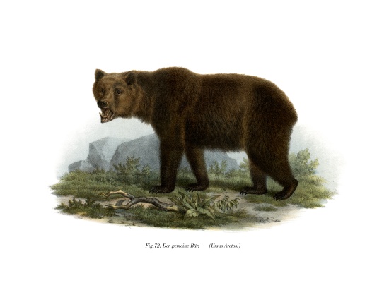 Common Bear à École allemande, (19ème siècle)