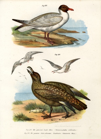 Common Black-headed Gull à École allemande, (19ème siècle)