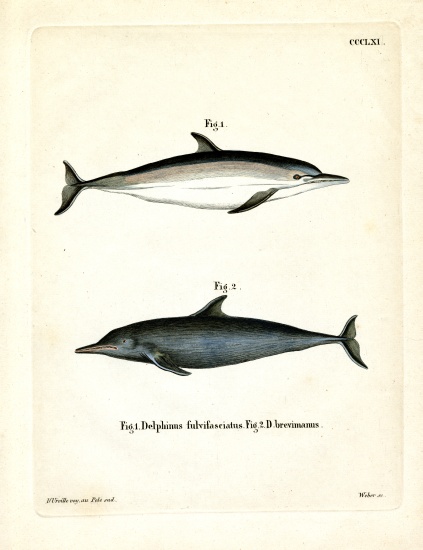 Common Dolphin à École allemande, (19ème siècle)