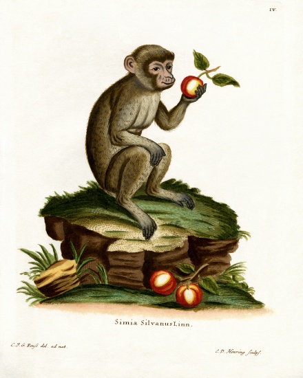 Common Macaque à École allemande, (19ème siècle)