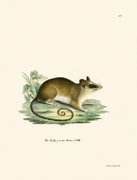 Common Mouse Opossum