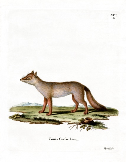 Corsac Fox à École allemande, (19ème siècle)