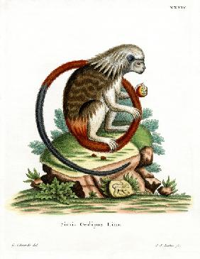 Cotton-top Tamarin