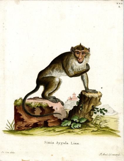 Crab-eating Macaque à École allemande, (19ème siècle)