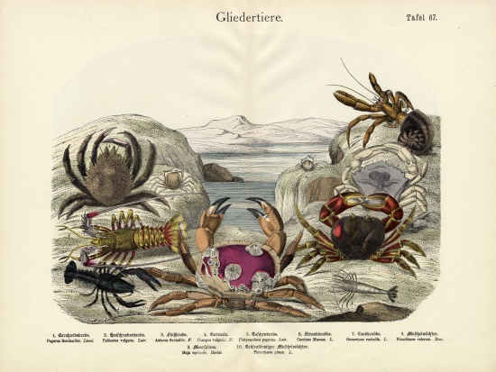 Crabs, c.1860 à École allemande, (19ème siècle)