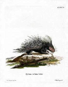 Crested Porcupine