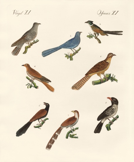 Cuckoos from various countries à École allemande, (19ème siècle)