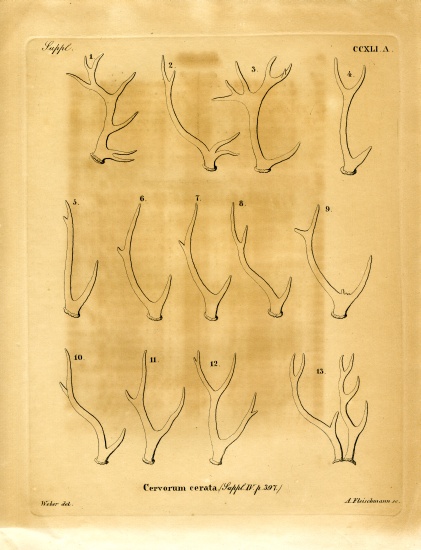 Deer Antlers à École allemande, (19ème siècle)