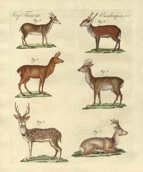 Deers and fawns à École allemande, (19ème siècle)