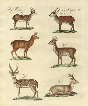 Deers and fawns