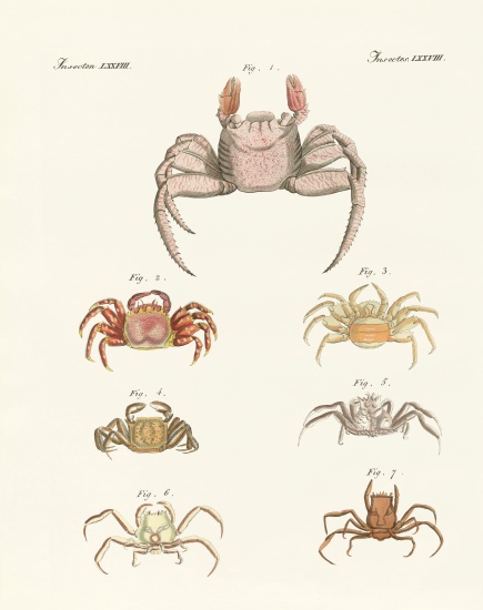 Different kinds of crabs à École allemande, (19ème siècle)