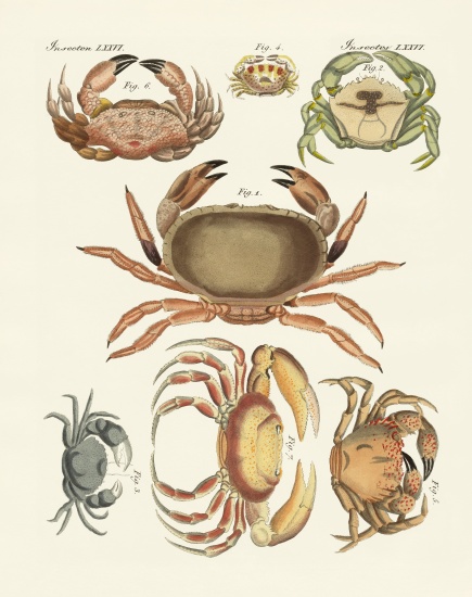 Different kinds of crabs à École allemande, (19ème siècle)