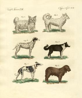 Different kinds of dogs