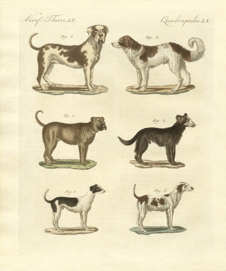 Different kinds of dogs à École allemande, (19ème siècle)