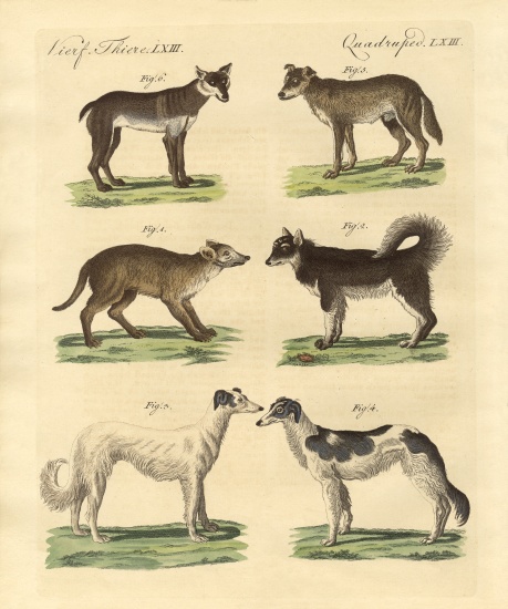 Different kinds of dogs à École allemande, (19ème siècle)