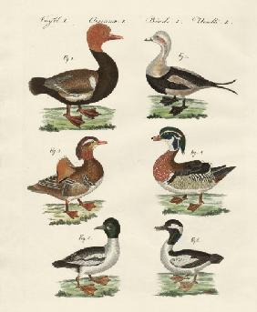 Different kinds of ducks