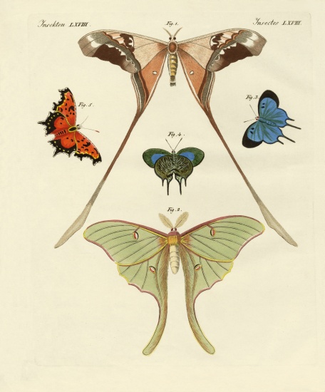 Different kinds of foreign butterflies à École allemande, (19ème siècle)