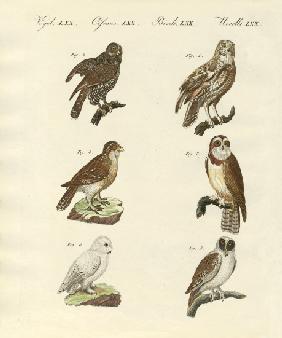 Different kinds of foreign owls