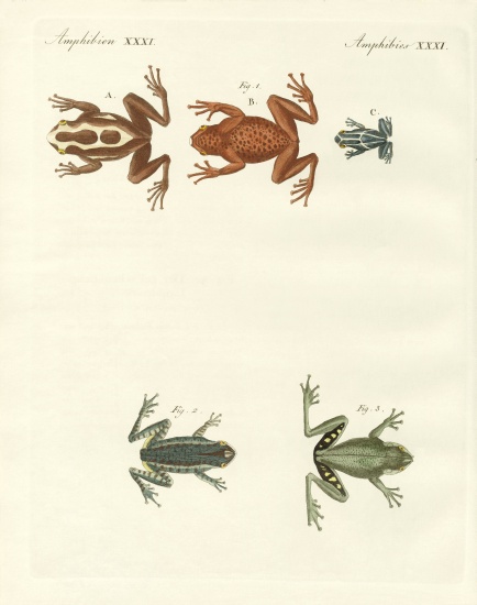 Different kinds of foreign tree frogs à École allemande, (19ème siècle)