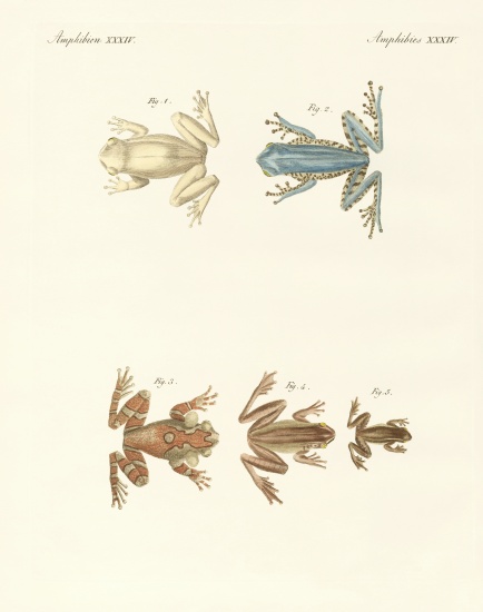 Different kinds of foreign tree frogs à École allemande, (19ème siècle)