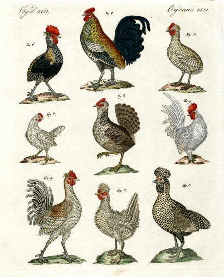 Different kinds of hens à École allemande, (19ème siècle)