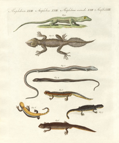 Different kinds of lizards à École allemande, (19ème siècle)