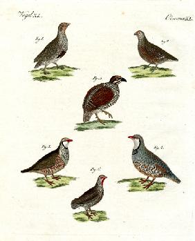 Different kinds of partridges