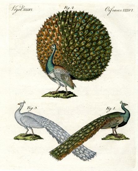 Different kinds of peacocks à École allemande, (19ème siècle)