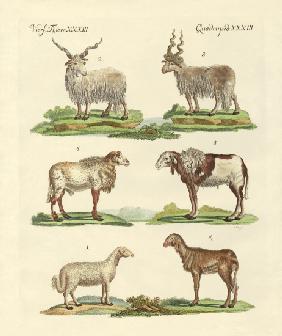 Different kinds of sheep