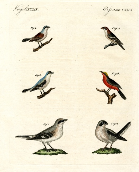 Different kinds of shrikes à École allemande, (19ème siècle)